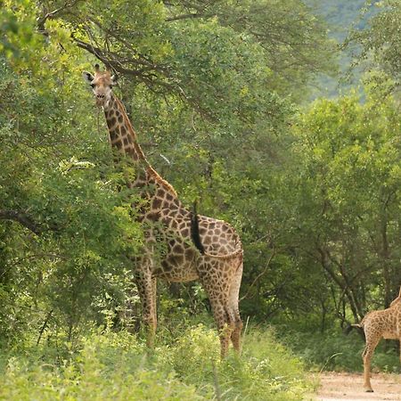 Cape Vulture Conservancy Hoedspruit Extérieur photo
