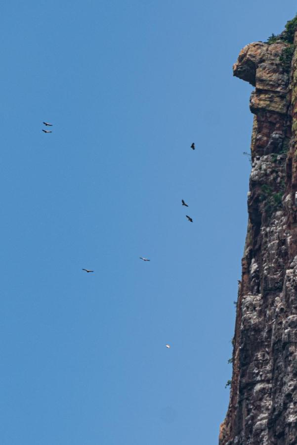Cape Vulture Conservancy Hoedspruit Extérieur photo