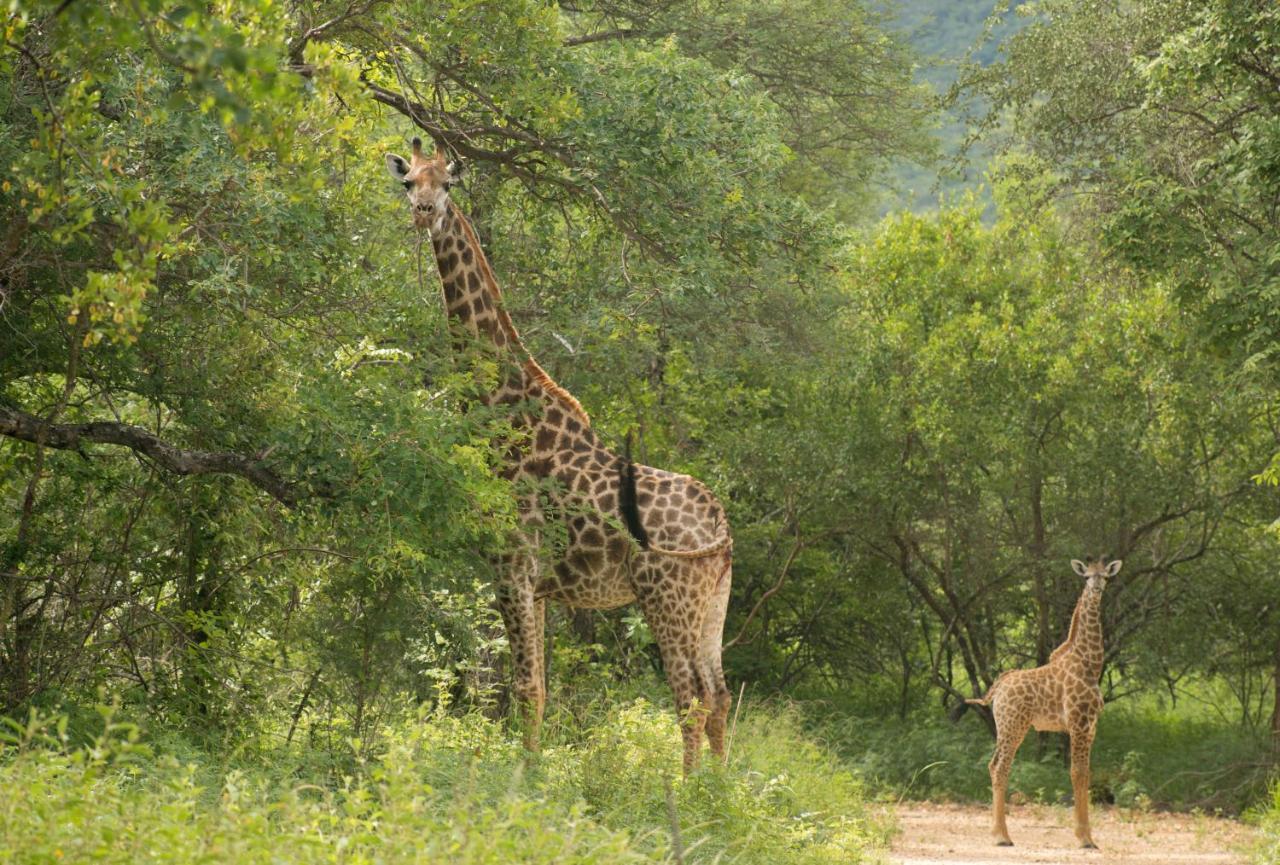 Cape Vulture Conservancy Hoedspruit Extérieur photo